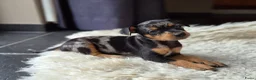 Dwergpinscher honden te koop: Dwergpinschers pups te koop - Advertentie 9