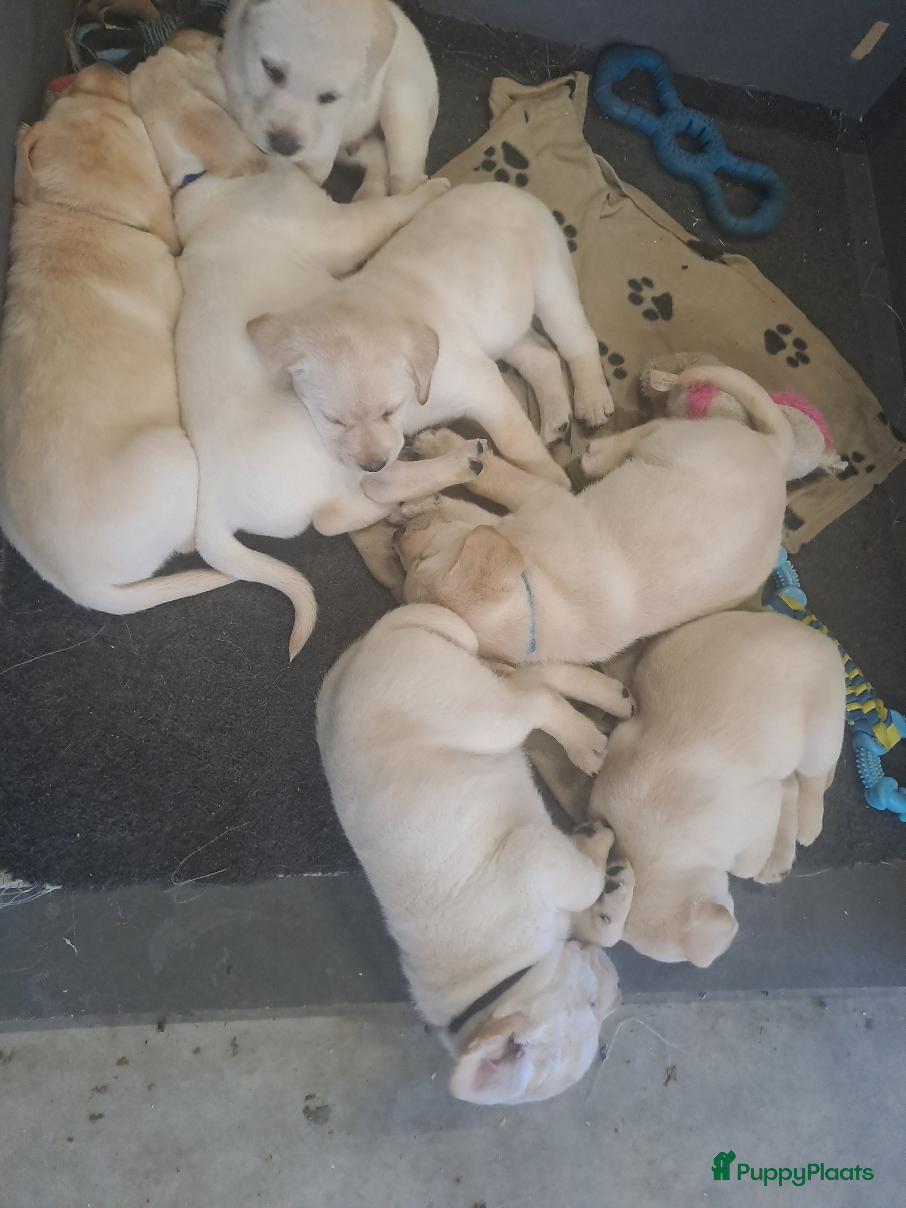Labrador Retriever honden Labrador pups - Advertentie 1