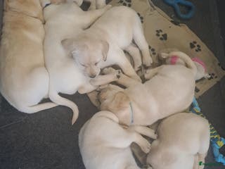 Labrador Retriever honden te koop: Labrador pups - Advertentie 1