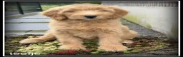 Labradoodle honden te koop: Labradoodle F4 medium pups Mogen het nest verlaten - Advertentie 11