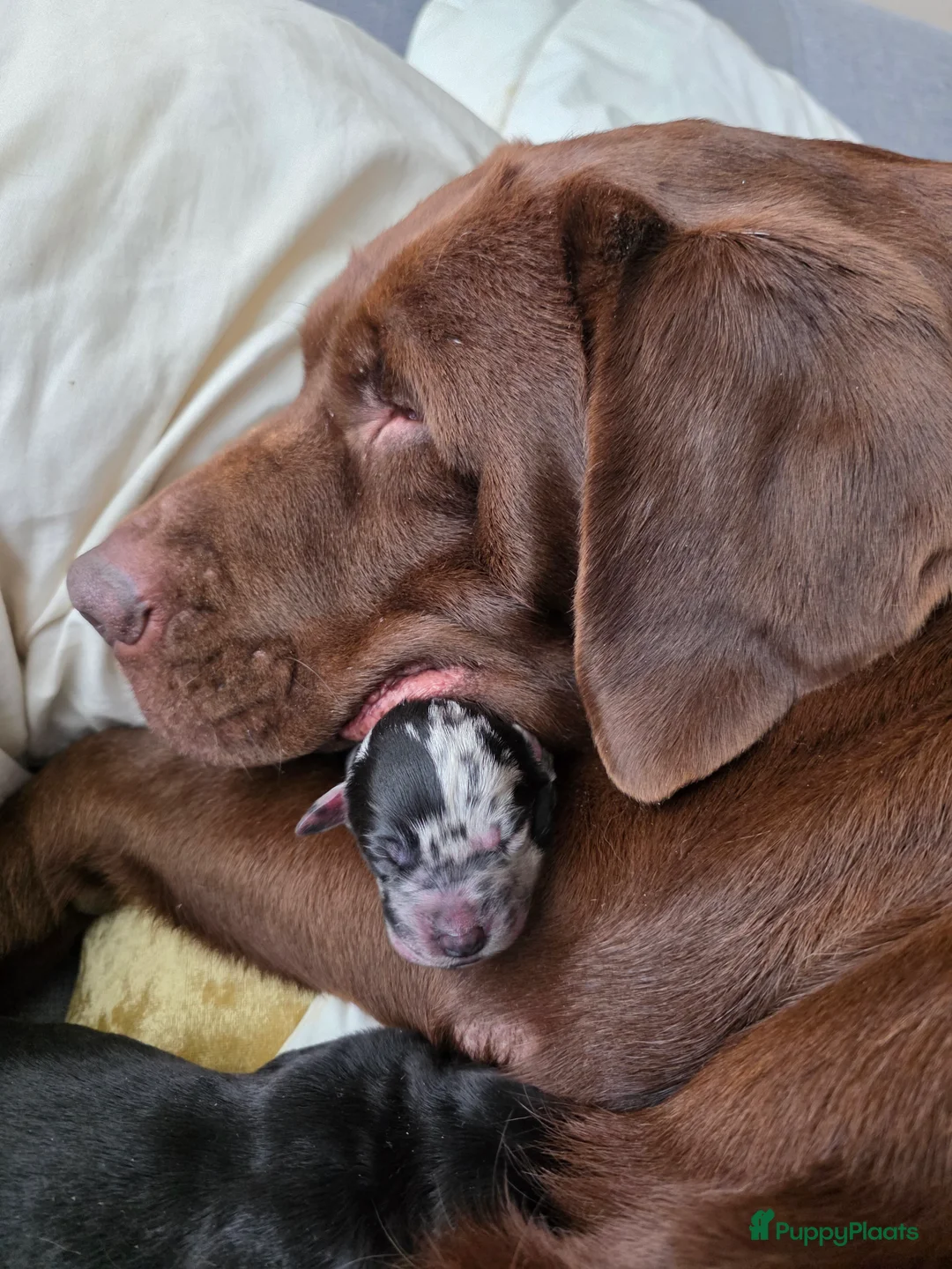 Galerij afbeelding {{count}}