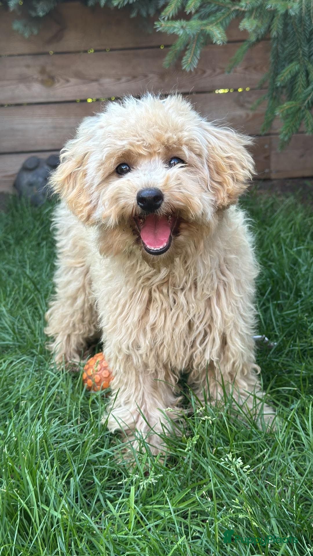 Maltipoo honden Maltipoo teefje puppy - Advertentie 1