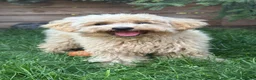 Maltipoo honden te koop: Maltipoo teefje puppy - Advertentie 1