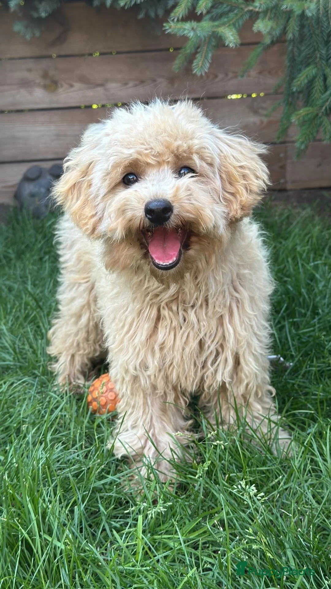 Maltipoo honden te koop: Maltipoo teefje puppy - Advertentie 1