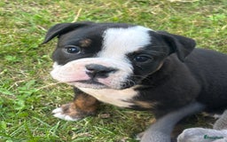 Old English Bulldog honden te koop: Old english Bulldog pups uit geteste ouders - Afbeelding 5