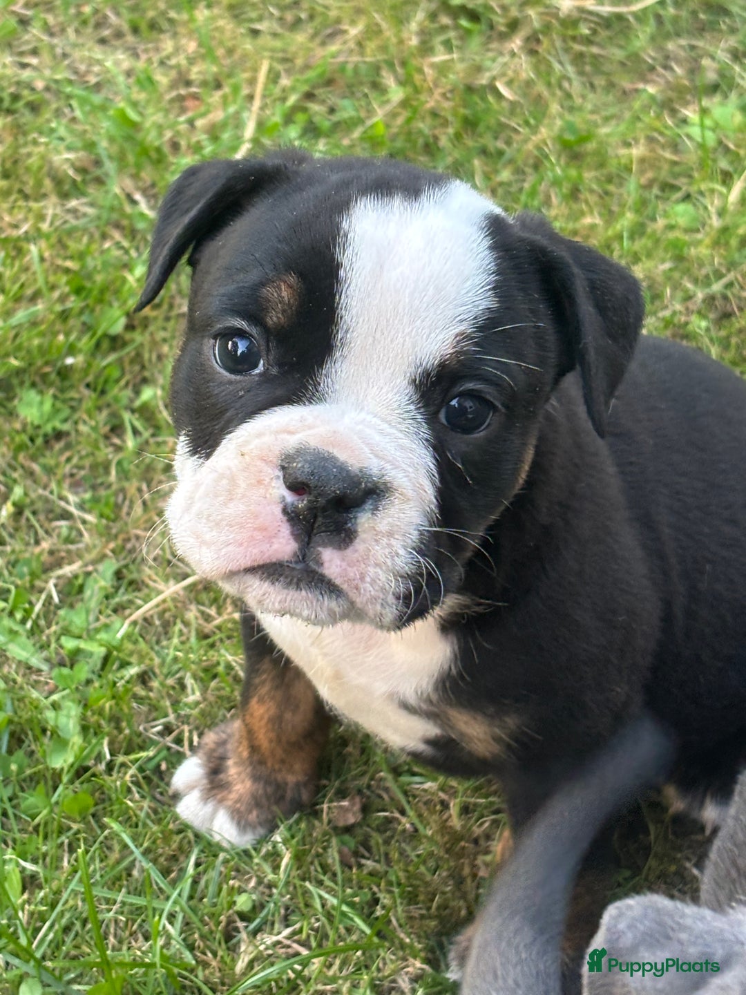 Old English Bulldog honden te koop: Old english Bulldog pups uit geteste ouders - Afbeelding 5