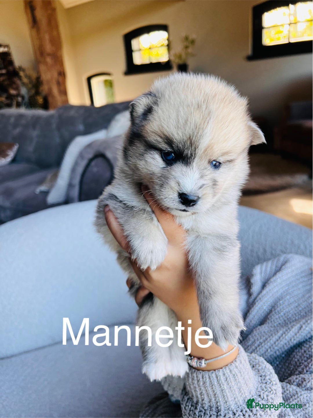 Pomsky honden te koop: Pomsky pups  - Advertentie 10