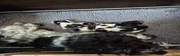 Cockapoo honden te koop: Cockapoo pups  - Advertentie 13