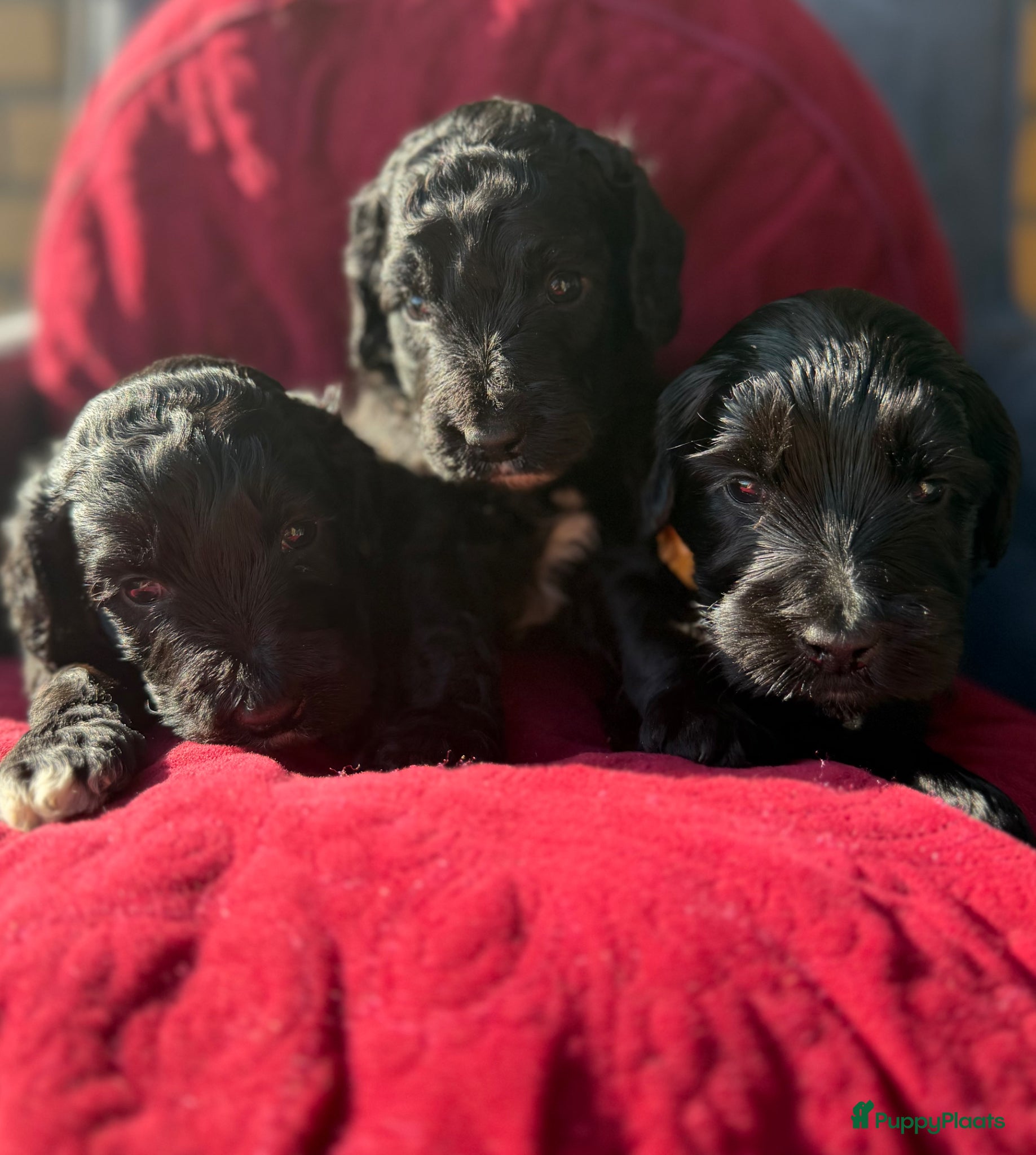 Australian Labradoodle honden Prachtige Medium Cobber/Australian Labradoodle  - Advertentie 1