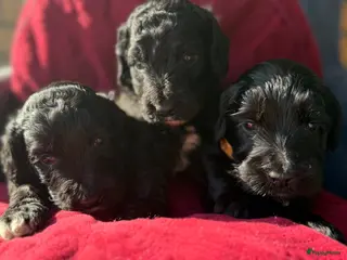 Australian Labradoodle honden Prachtige Medium Cobber/Australian Labradoodle - Advertentie 1