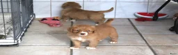 Nova Scotia Duck Tolling Retriever honden te koop: Prachtige nova scotia duck tolling retriever pups - Advertentie 9