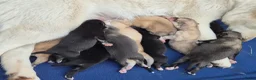Kruising honden te koop: Pomsky x shiba inu (1/4) pups - Advertentie 15