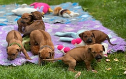 Rhodesian Ridgeback honden te koop: Prachtige en perfecte Rhodesian Ridgeback pups in Oosterbeek - Afbeelding 11