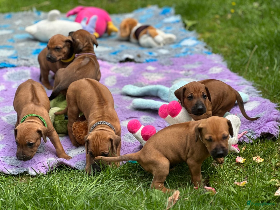 Rhodesian Ridgeback honden te koop: Prachtige en perfecte Rhodesian Ridgeback pups in Oosterbeek - Afbeelding 11