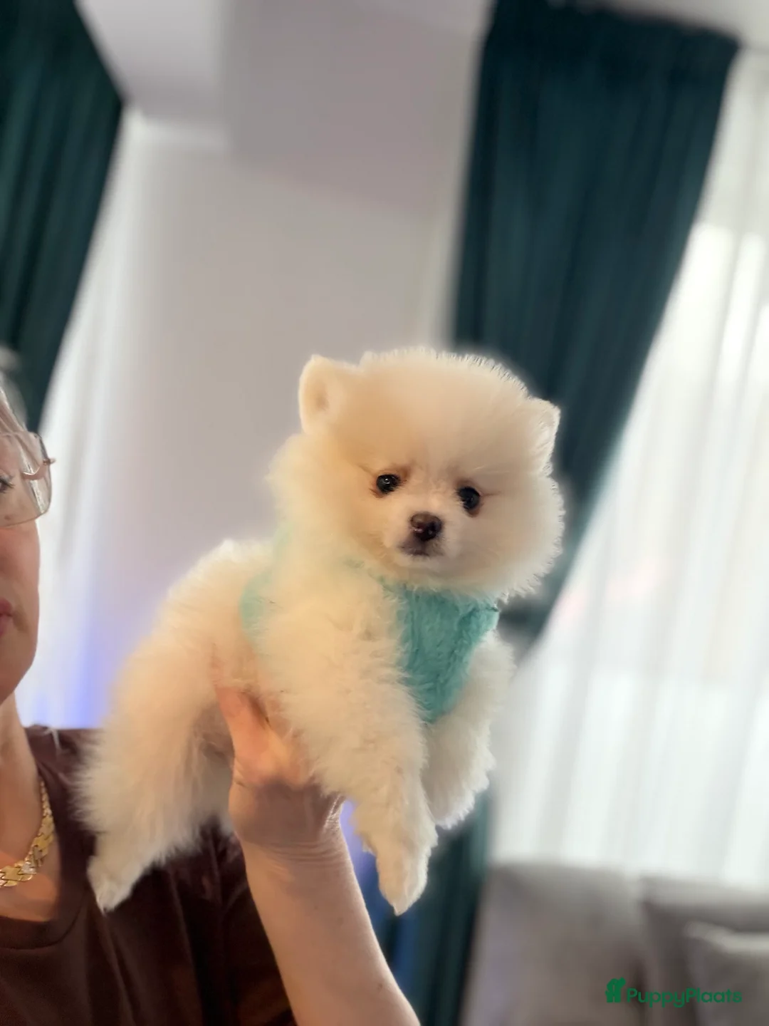 Pomeriaan honden te koop: Mooiste raszuivere pomeranian pomeriaan pups - Advertentie 11