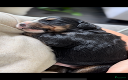 Kruising honden te koop: Berner Sennen x Zwitserse Sennen pups - Afbeelding 14