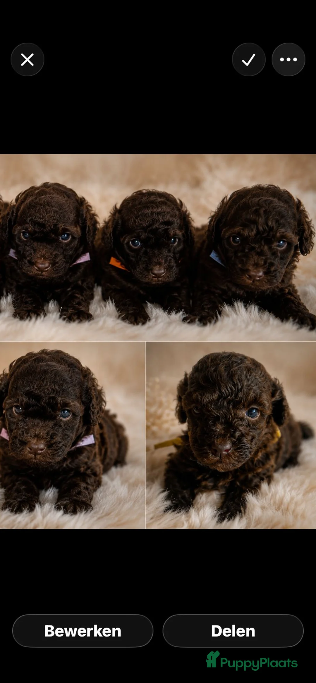Poedel Toy honden te koop: Toy poedel pups  - Advertentie 1