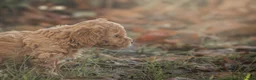 Poedel Toy honden te koop: 5 lieve Mini Toy Poedel pups zoeken een fijn thuis - Advertentie 6