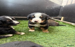 Berner Sennenhond honden te koop: Berner Sennen x Appenzeller pups te koop - Afbeelding 4