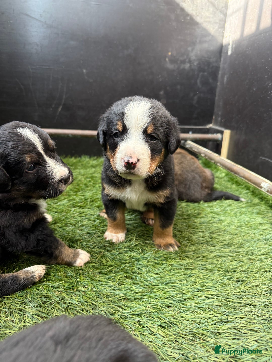 Berner Sennenhond honden te koop: Berner Sennen x Appenzeller pups te koop - Afbeelding 4