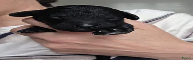 Kruising Puppy 6
