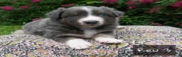 Australian Shepherd honden te koop: Australian Shepherd pups - Advertentie 8