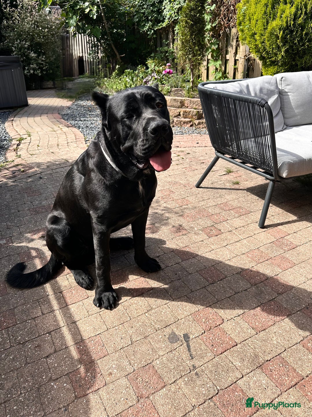 Cane Corso honden te koop: Cane corso 7 puppy’s - Afbeelding 14