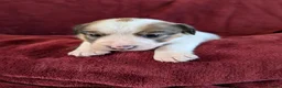 Jack Russel Terriër honden te koop: Mooie Jack Russell pups met stamboom  - Advertentie 8