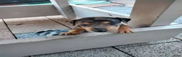 Jack Russel Terriër honden te koop: 5 leuke jack russel pups - Advertentie 7