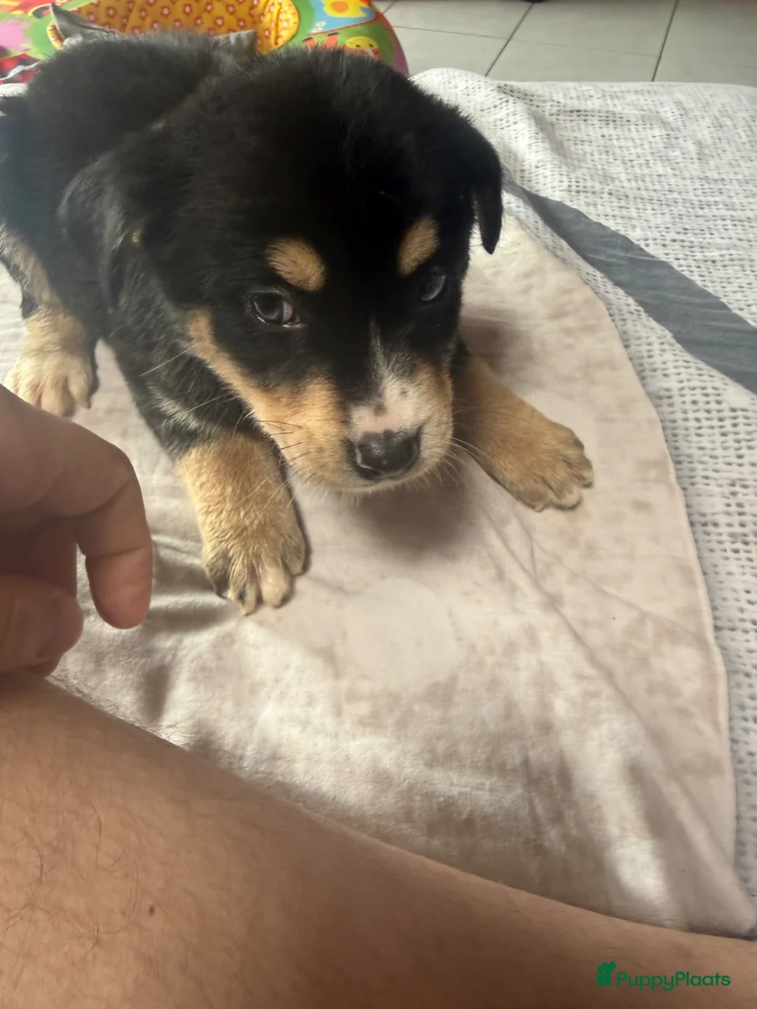 Kruising honden te koop: Terug beschikbaar wegens omstandigheden nieuwgezin - Advertentie 2