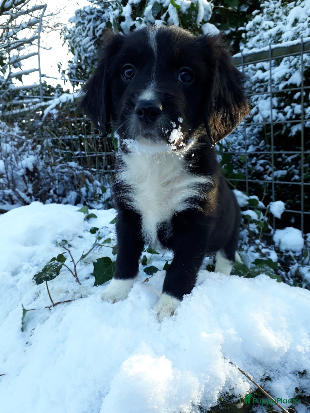 Kruising honden te koop: Prachtige kruising pups - Advertentie 9