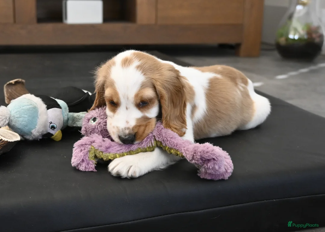 Engelse Cocker Spaniel honden te koop: Speelse Engelse Cocker Spaniel pup - Advertentie 6