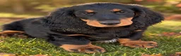 Teckel (langhaar) honden te koop: Teckel langhaar standaard met FCI stamboom - Advertentie 4