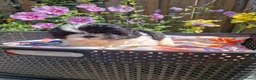 Shih Tzu honden te koop: Raszuivere shih tzu pups  - Advertentie 5