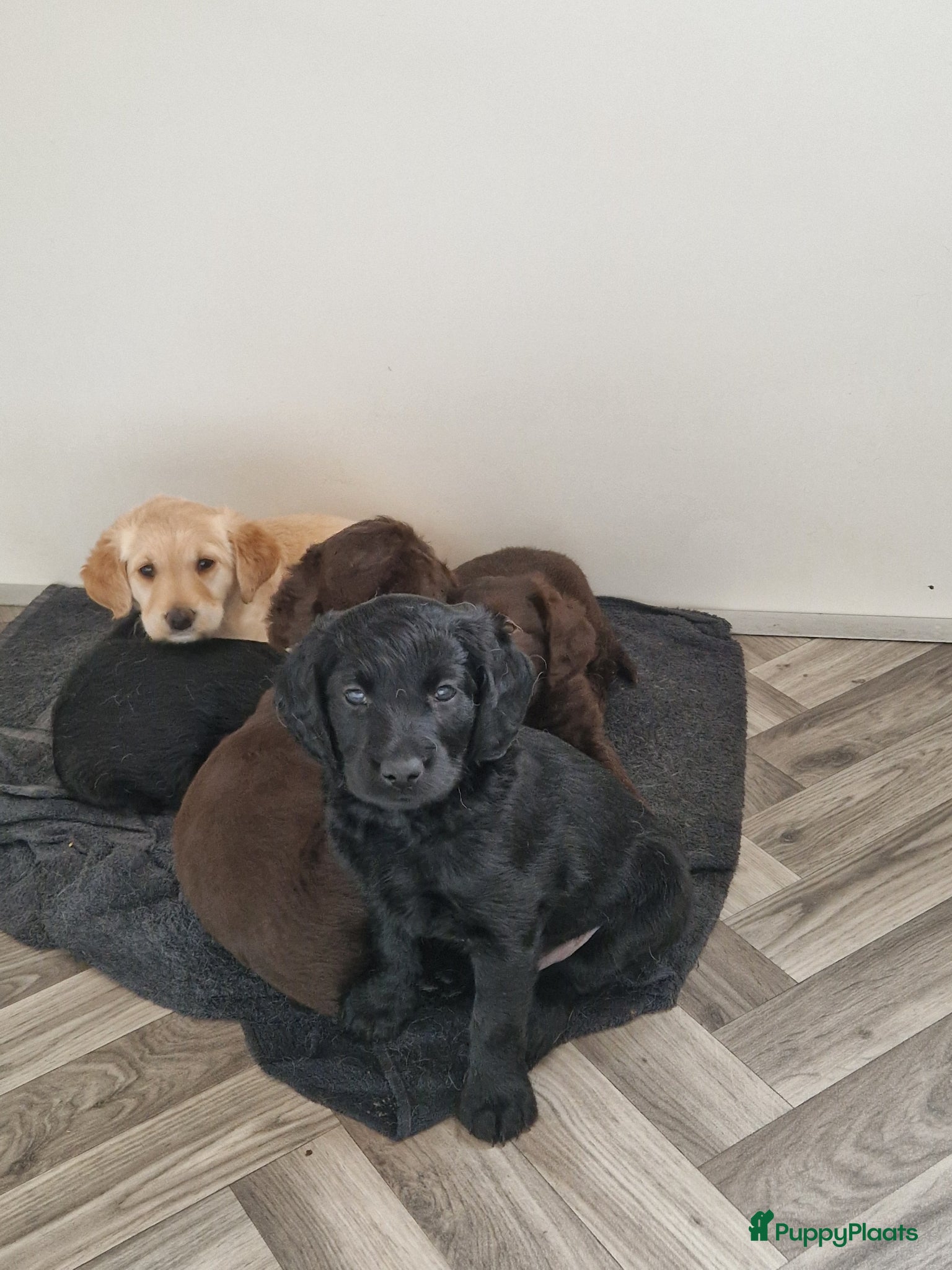 Labradoodle honden De aller leukste en liefste F1 Labradoodles  - Advertentie 18