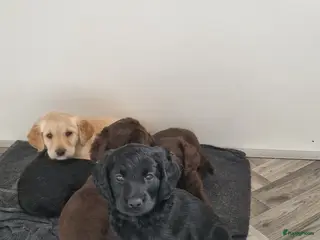 Labradoodle honden De aller leukste en liefste F1 Labradoodles - Advertentie 18