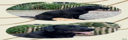 Labrador Retriever honden te koop: Labrador pups met een 👑 - Advertentie 2