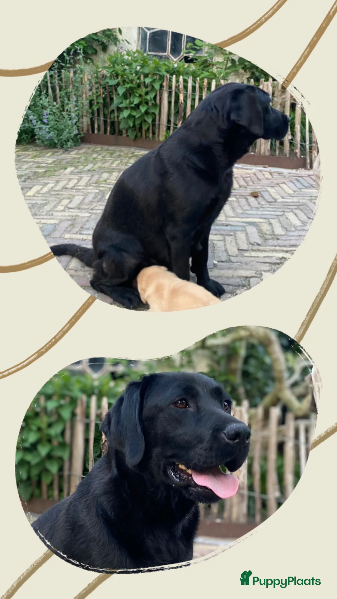 Labrador Retriever honden te koop: Labrador pups met een 👑 - Advertentie 2