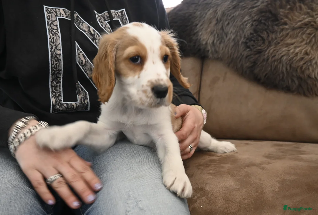 Engelse Cocker Spaniel honden te koop: Speelse Engelse Cocker Spaniel pup - Advertentie 1