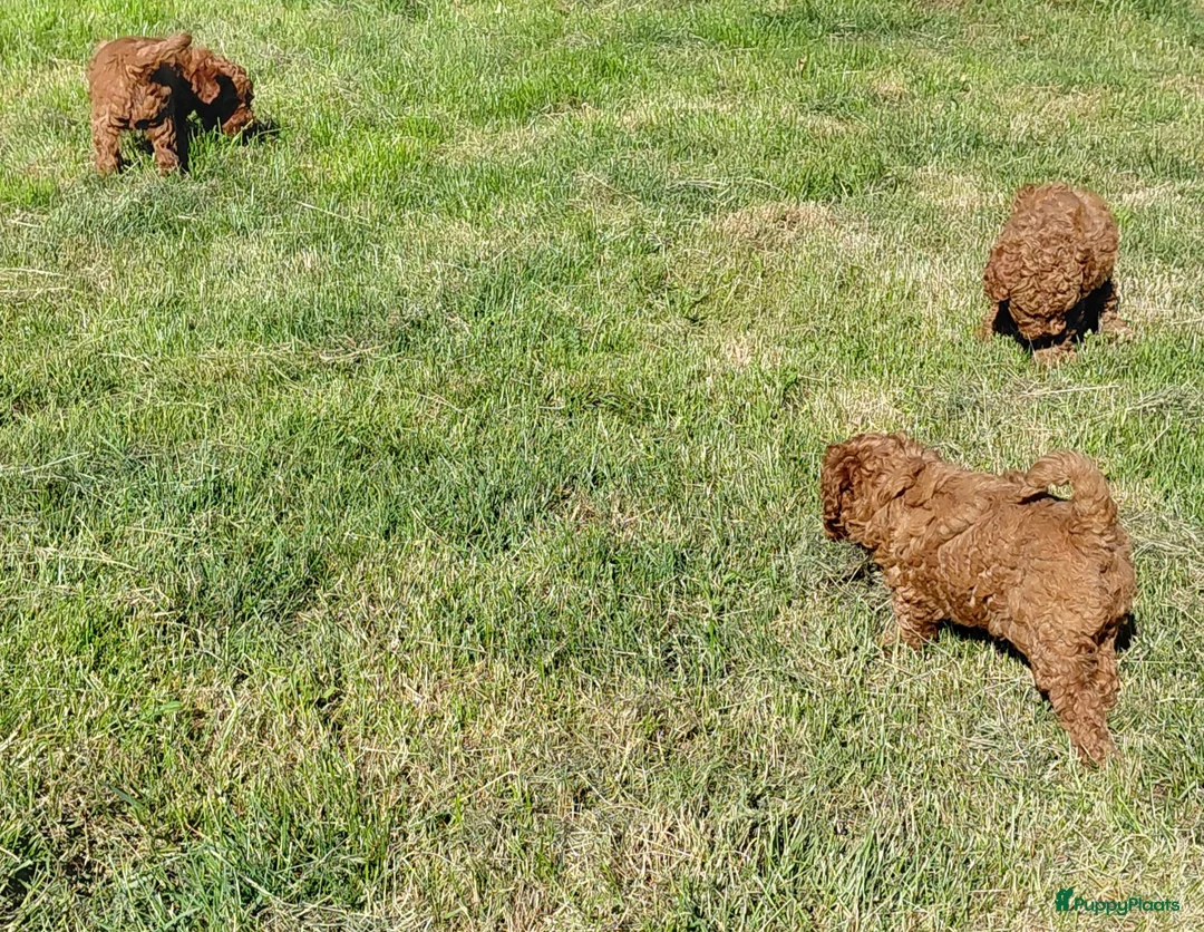 Poedel honden te koop: Dwergpoedel / Toypoedel pups te koop - Advertentie 2
