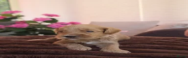 Australian Labradoodle 8