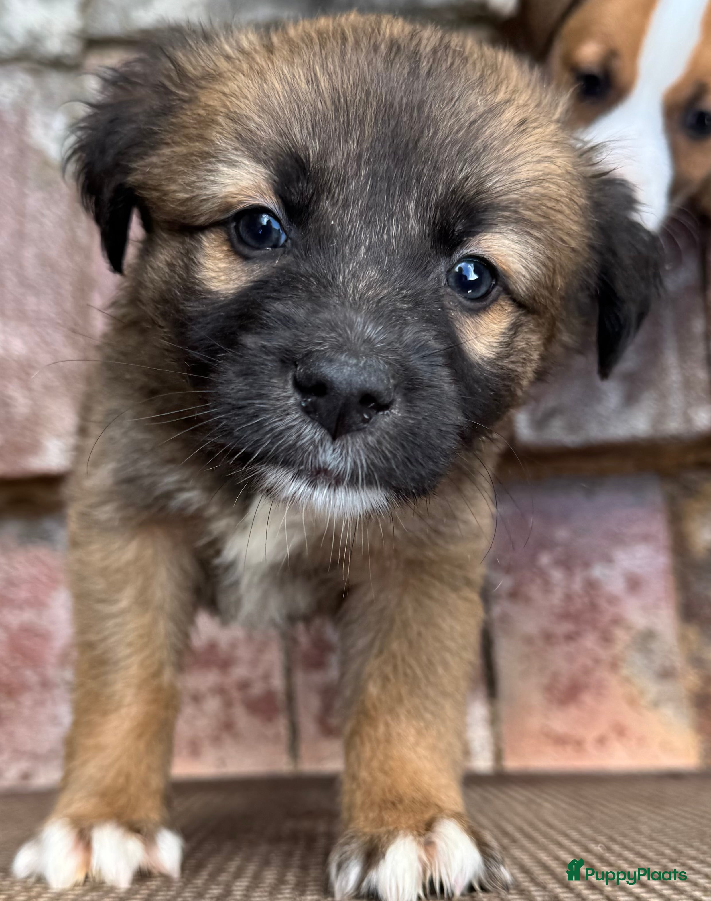 Kruising honden jongen Eliot  zoekt een gouden mandje  - Advertentie 1