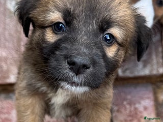 Kruising honden jongen Eliot zoekt een gouden mandje - Advertentie 1