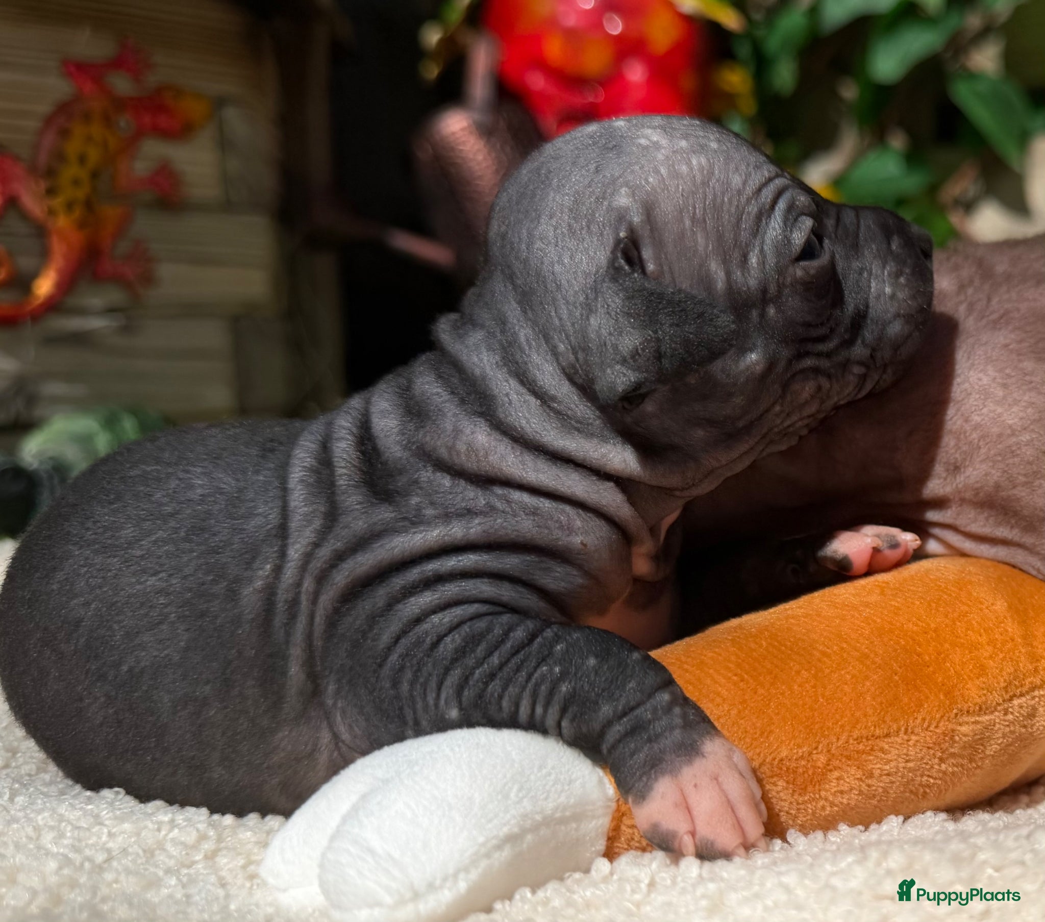 Amerikaanse Naakthond honden American hairless terrier / naakthond - Advertentie 1