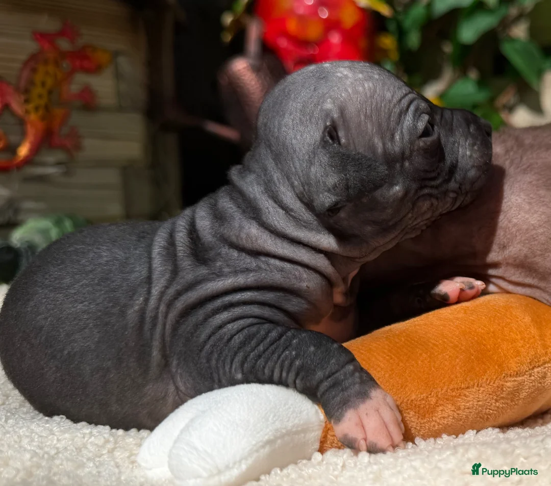Amerikaanse Naakthond honden te koop: American hairless terrier / naakthond - Advertentie 1