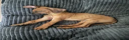 Rhodesian Ridgeback honden te koop: 10 prachtige Rhodesian Ridgeback pups te koop - Advertentie 14