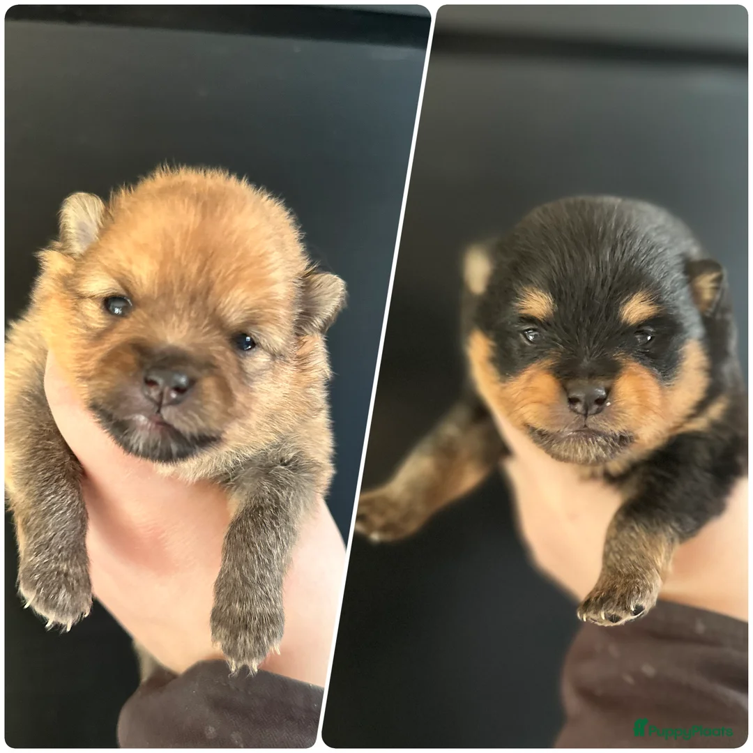 Pomeriaan honden te koop:  raszuivere Pomeriaan pups - Advertentie 1