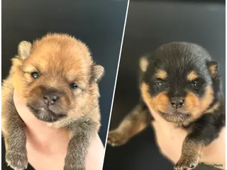 Pomeriaan honden raszuivere Pomeriaan pups - Advertentie 1