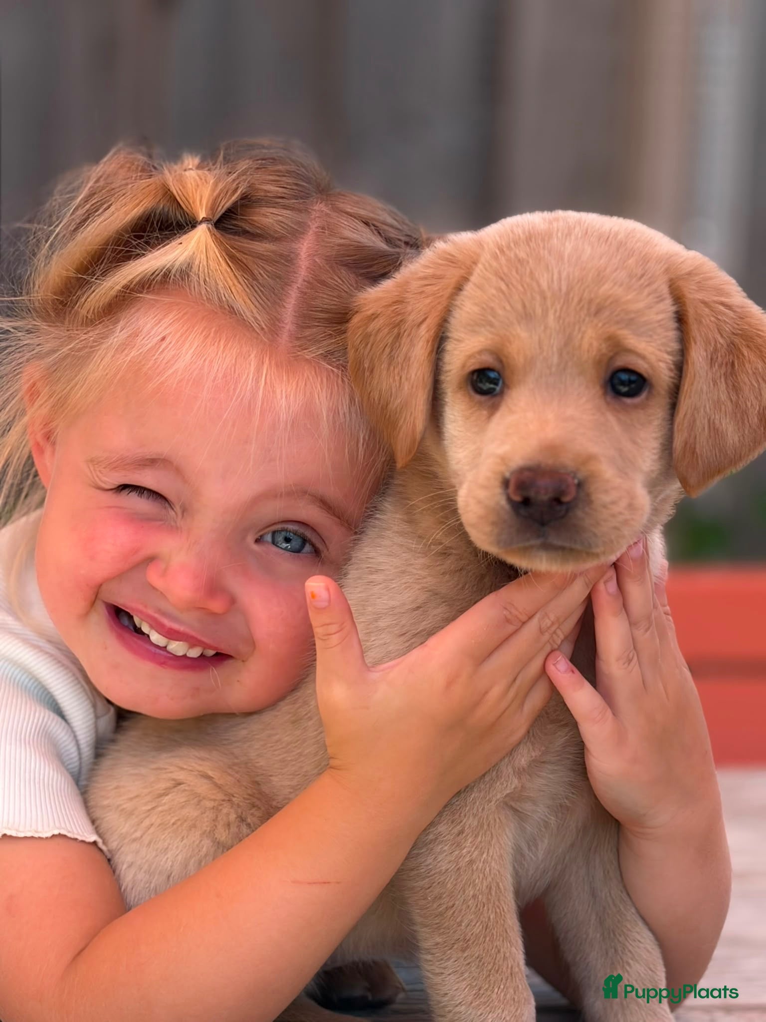 Labradoodle honden Laatste teefje Medium Labradoodle🐾 - Advertentie 8