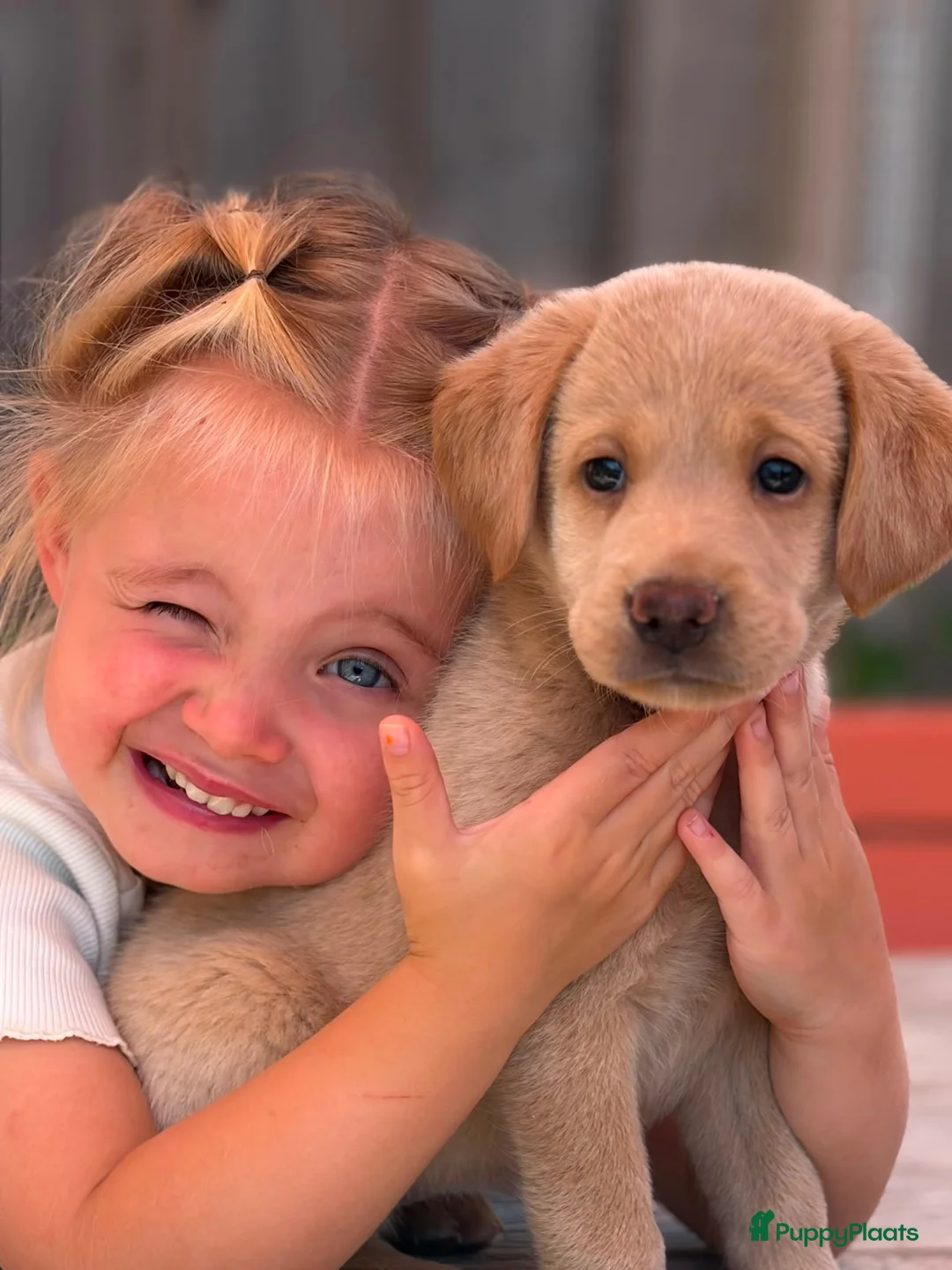 Labradoodle honden te koop: Laatste teefje Medium Labradoodle🐾 - Advertentie 2